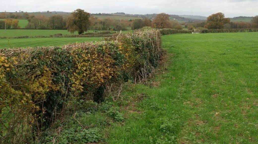 Hedge near Blagrove's Farm Footpath WG 7/8 follows the edge of this field on the slopes of the Hillfarrance Brook valley (left), though there are problems ahead, not unconnected to barbed wire.