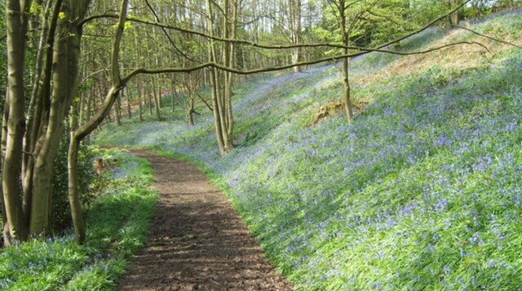 Carr Wood Bluebells