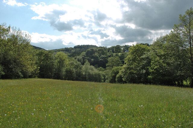 A meadow with wildflowers, trees, and a hill in the background.