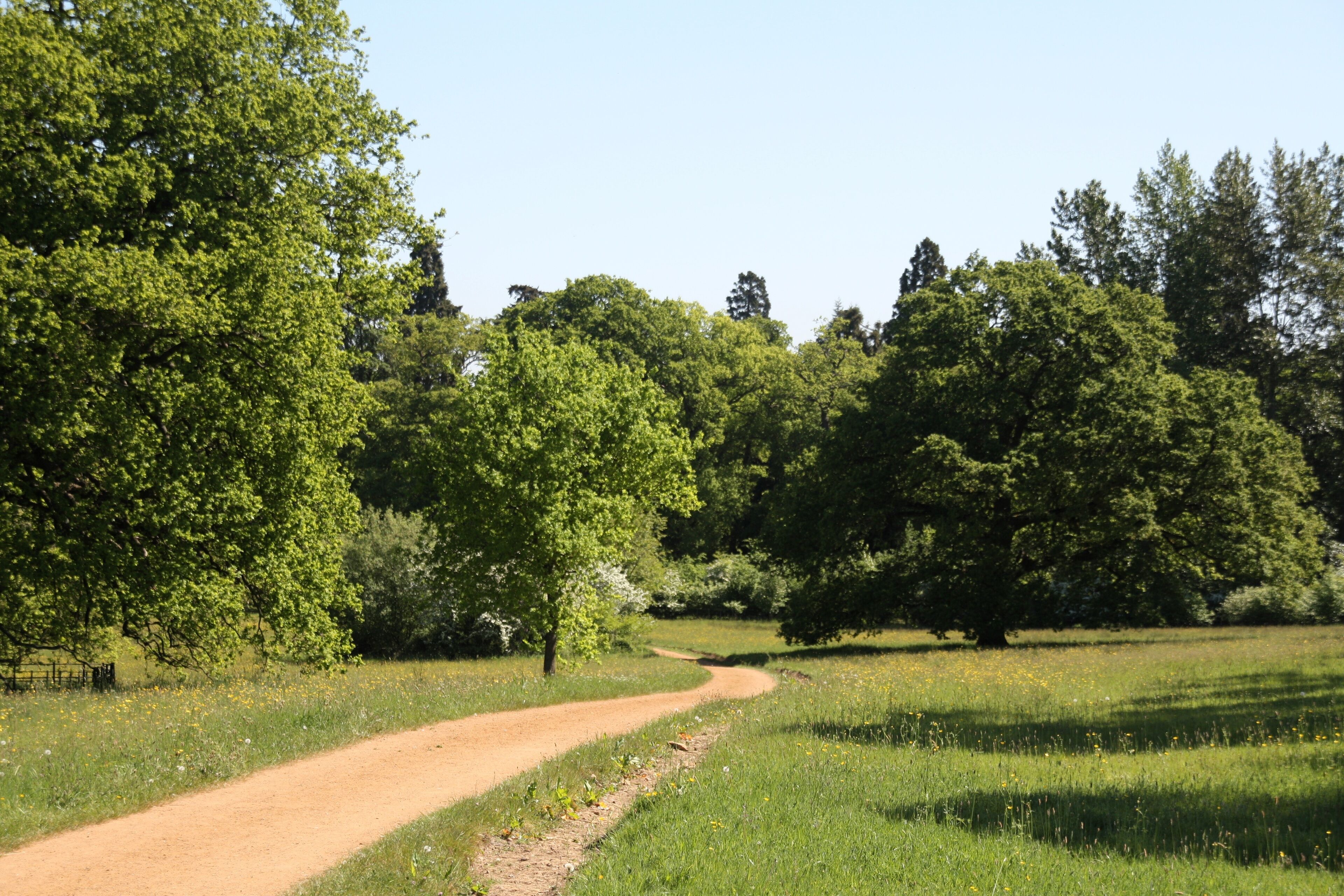 A path in Harcourt Arboretum, Nuneham Courtenay, Oxfordshire, in summer with meadow flowers and trees including oak