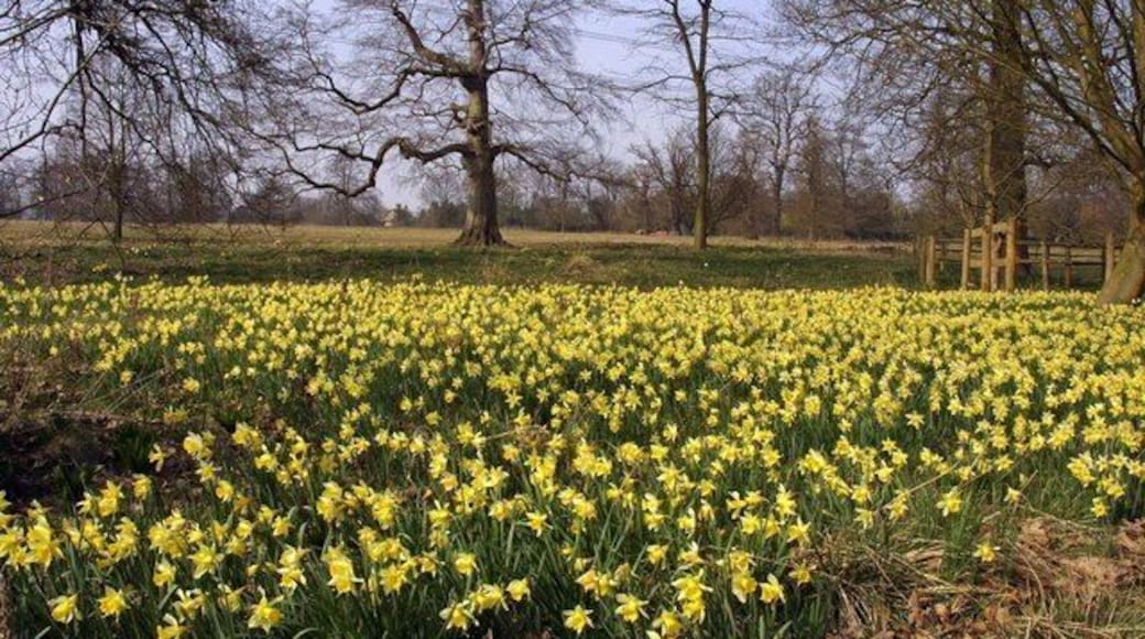 A host of daffodils at Harcourt Arboretum, Nuneham Courtney, Oxfordshire