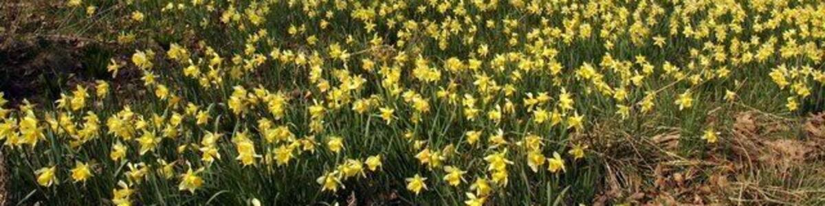 A host of daffodils at Harcourt Arboretum, Nuneham Courtney, Oxfordshire