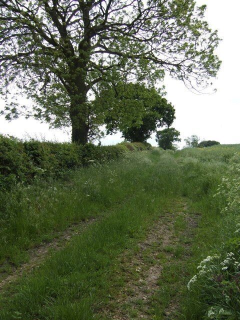 Ash is well after oak ...to leaf up in 2007. This rape field edge is opposite Bathleyhill cottages.
