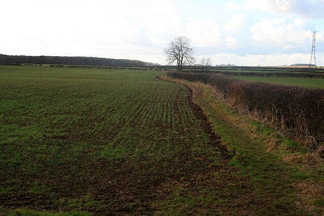 A plowed field with a line of crops and a tree in the distance.