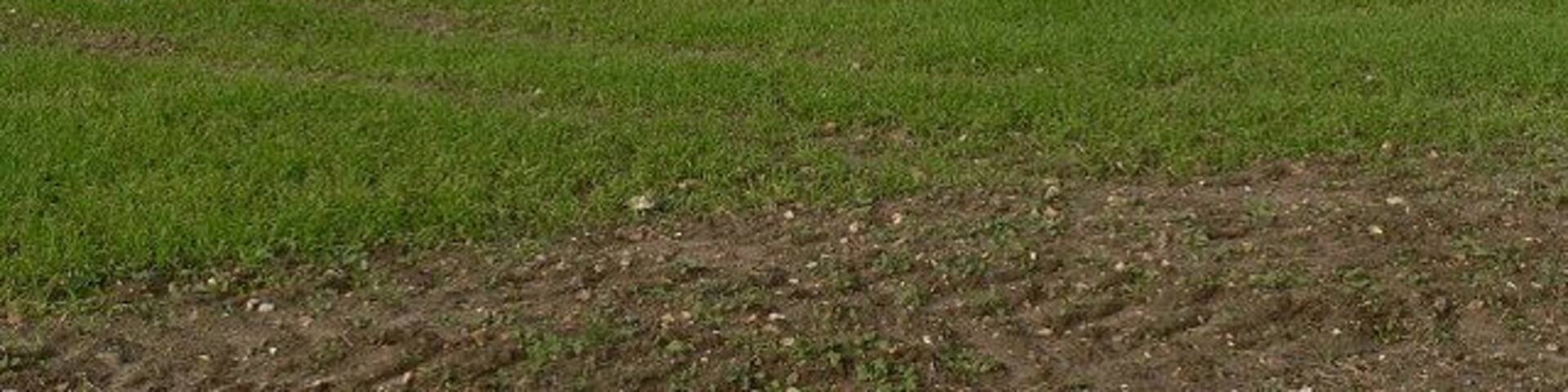 Industrial Farming What appeared to be a poultry unit near St. Mary's Church.