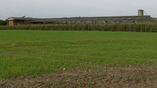 Industrial Farming What appeared to be a poultry unit near St. Mary's Church.