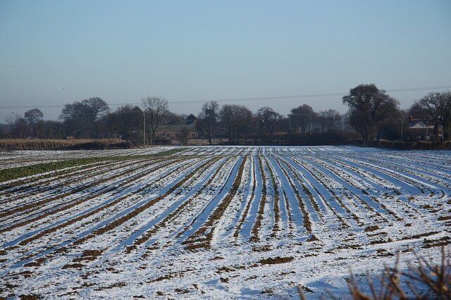 A snow-covered field with furrows, trees, and houses in the background.