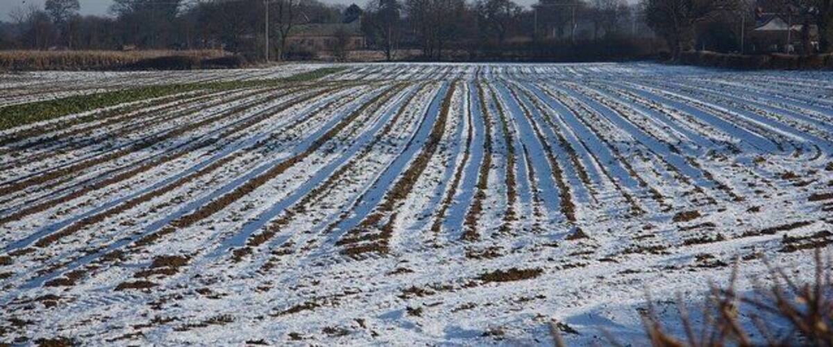 A snow-covered field with furrows, trees, and houses in the background.