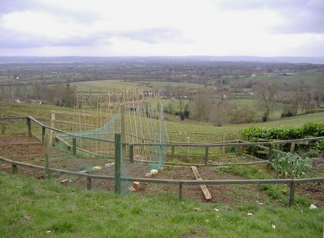 Vegetable patch, North Nibley With panoramic views across the Severn valley.
