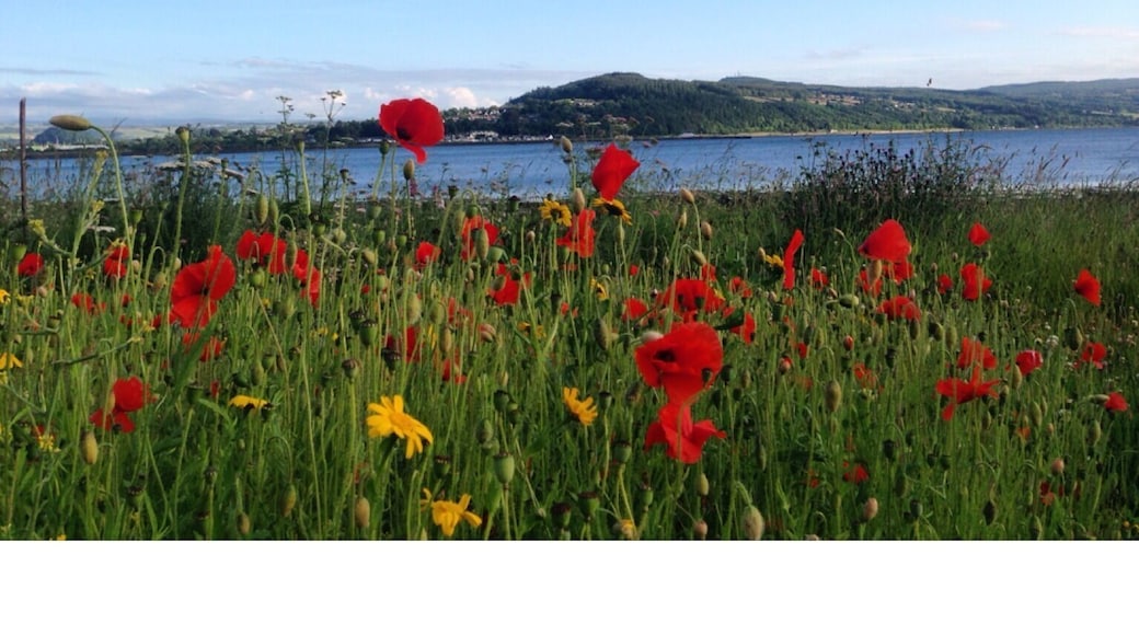 Poppies growing next to the moray firth on a lovely summer's day