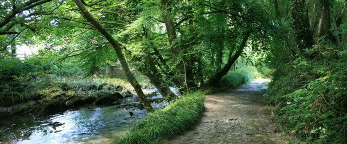A stone path beside a stream in a wooded area.