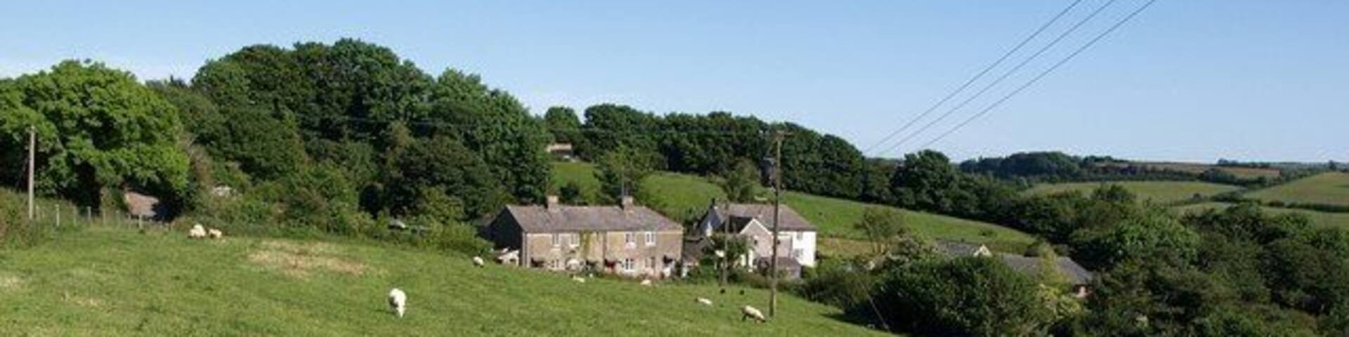 A grassy field with sheep, a house, and trees in the background.
