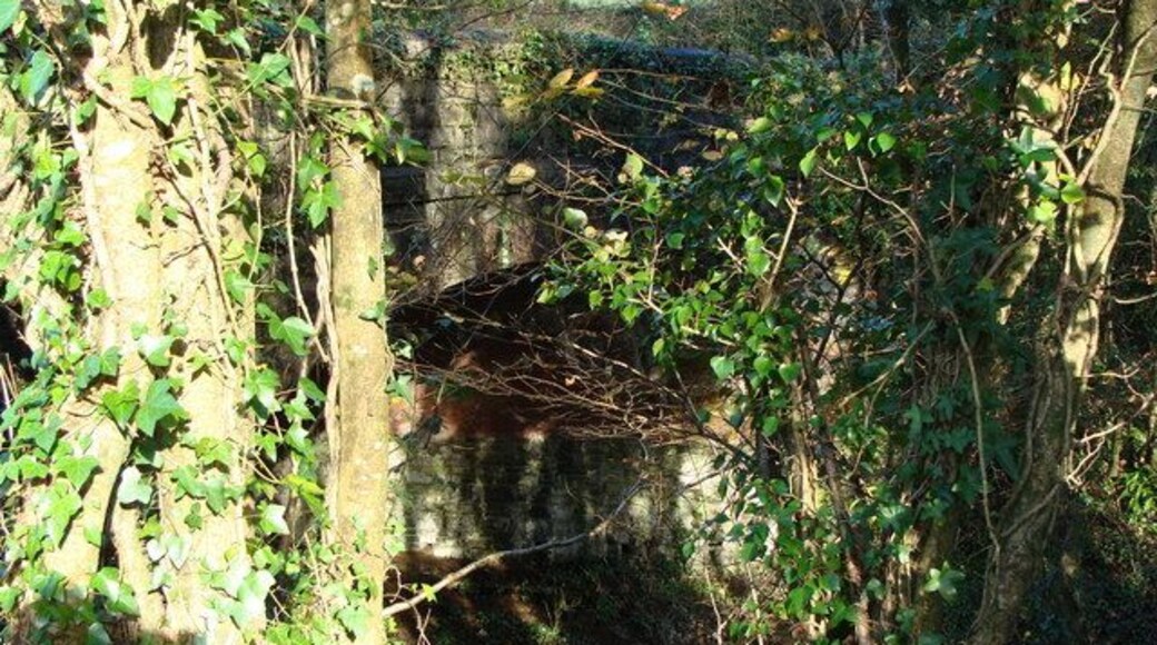 Bridge over dismantled railway Peer through the trees and bushes, and you can see this bridge over what was the old South Brent to Kingsbridge line, which was a victim of Dr Beeching's infamous axe.