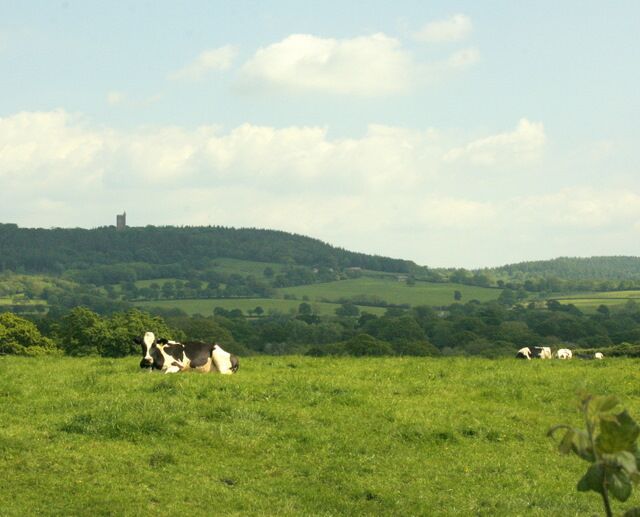 Cows and pasture, North Brewham King Alfred's Tower is on the hill to the left. ST7435