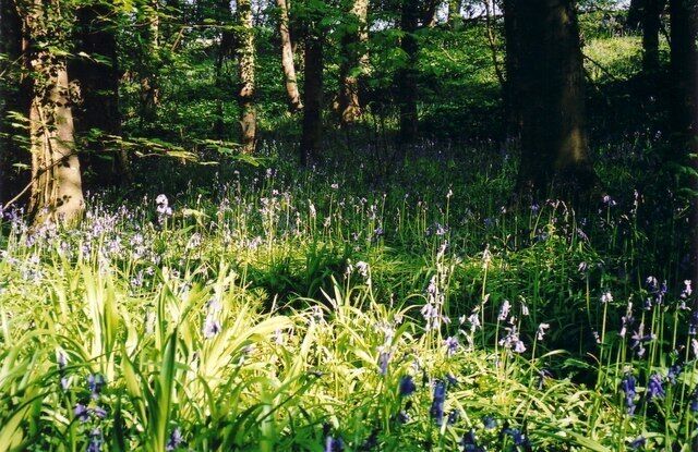 Bluebell woods