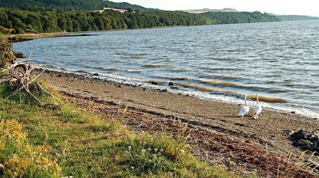Balmerino Bay. From the east edge of the square looking west along its length. The pier is in the middle distance.
