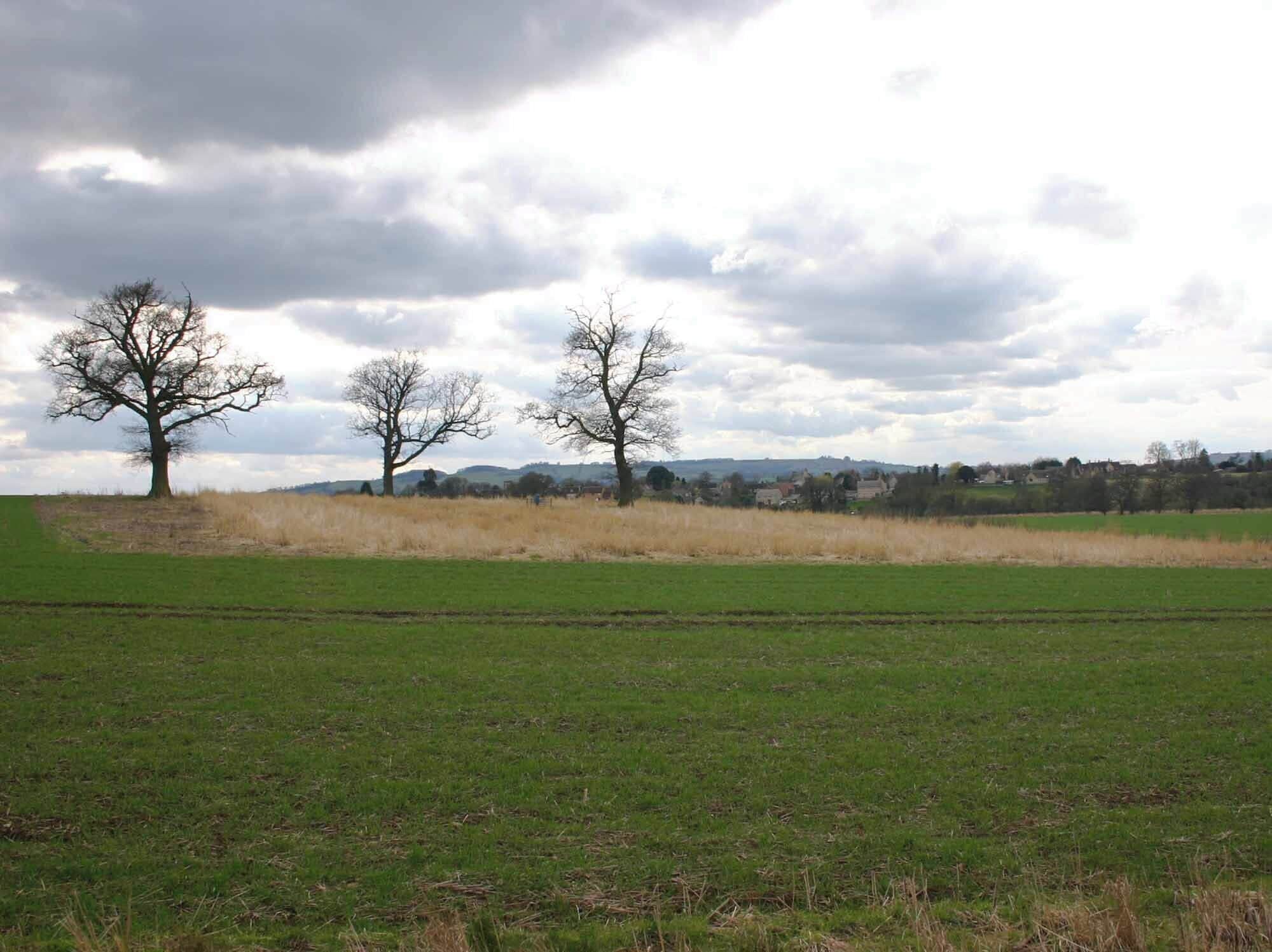Three trees in a rough patch Looking SW from the bridleway to Halford. These three trees are in a rectangular patch of ground about 50 x 100 metres, that has been left uncultivated. The buildings in the distance are in Newbold-on-Stour.