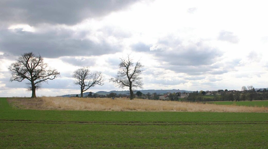 Three trees in a rough patch Looking SW from the bridleway to Halford. These three trees are in a rectangular patch of ground about 50 x 100 metres, that has been left uncultivated. The buildings in the distance are in Newbold-on-Stour.