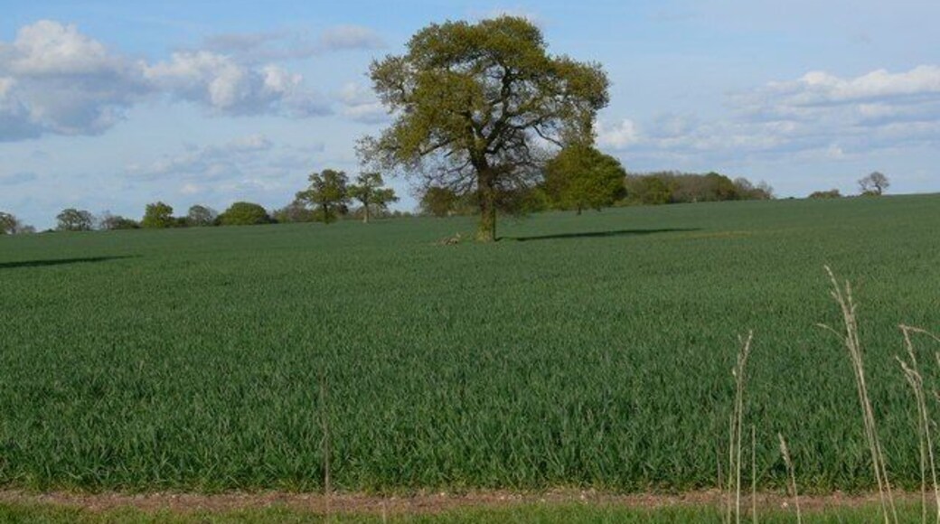 Farmland near Beech Spinney