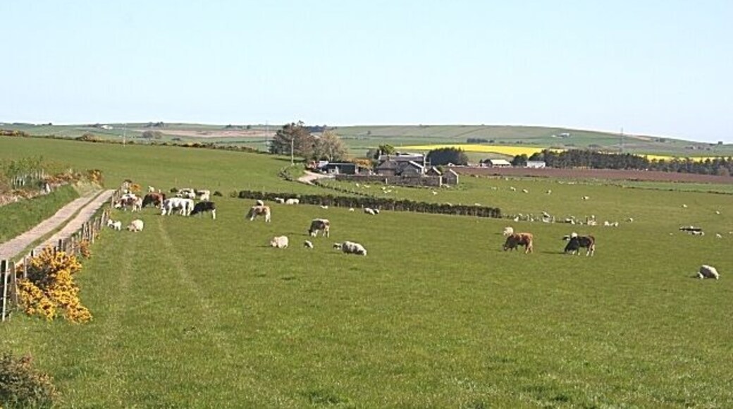 Auchmunziel Cattle and sheep share a field at this typical mixed farm. In the distance is the Hill of Belnagoak.