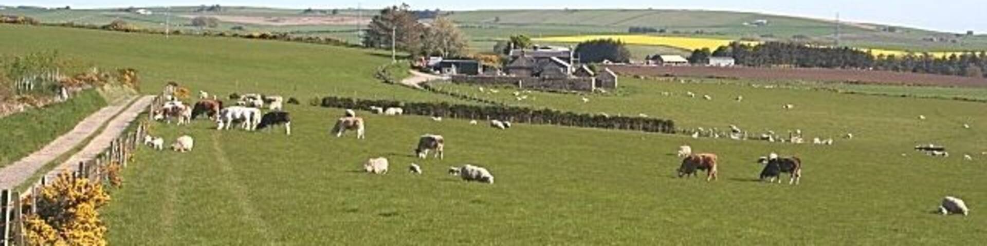Auchmunziel Cattle and sheep share a field at this typical mixed farm. In the distance is the Hill of Belnagoak.