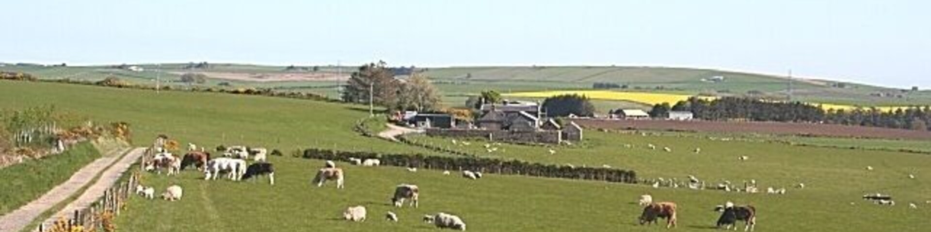 Auchmunziel Cattle and sheep share a field at this typical mixed farm. In the distance is the Hill of Belnagoak.