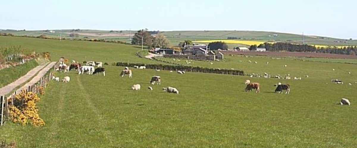 A rural landscape with a green field, scattered sheep, and farm buildings in the background.