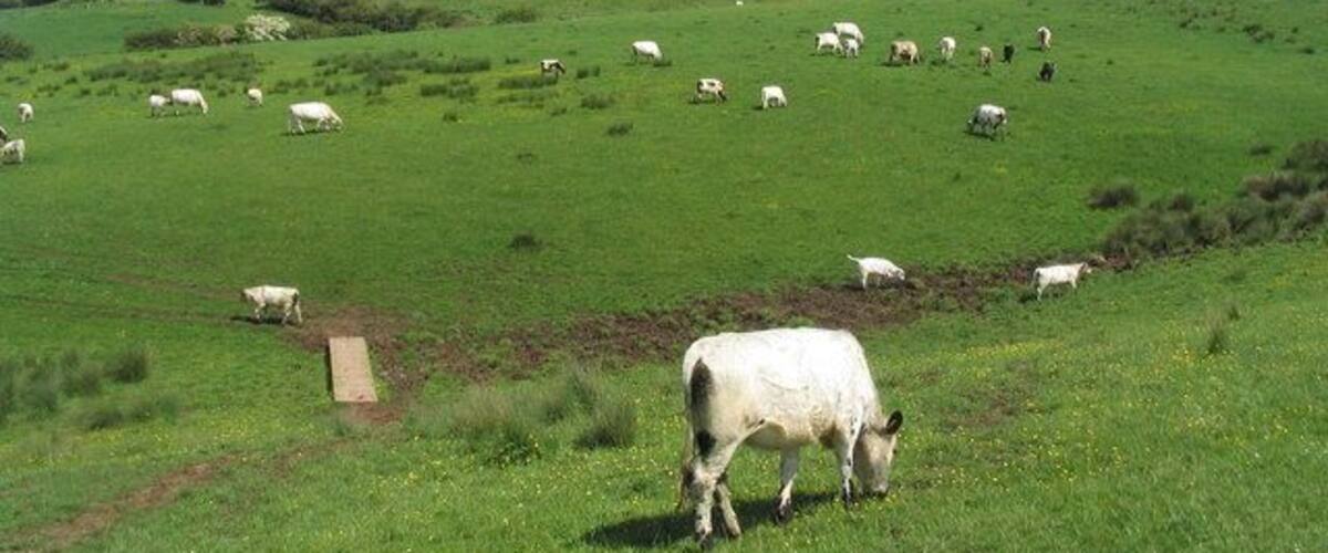 White Cattle near Nettleton Grange. One of Britains oldest cattle breeds, and quite tame - or simply used to walkers on the Viking Way.