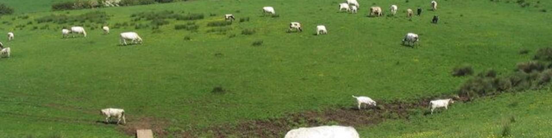 White Cattle near Nettleton Grange. One of Britains oldest cattle breeds, and quite tame - or simply used to walkers on the Viking Way.