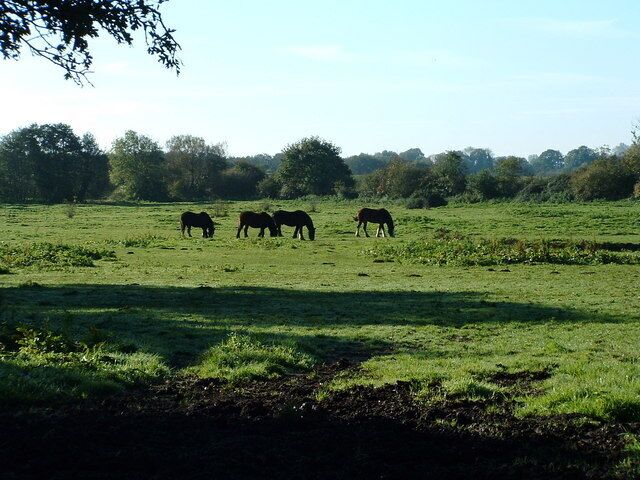 Un campo cubierto de hierba con tres caballos pastando.