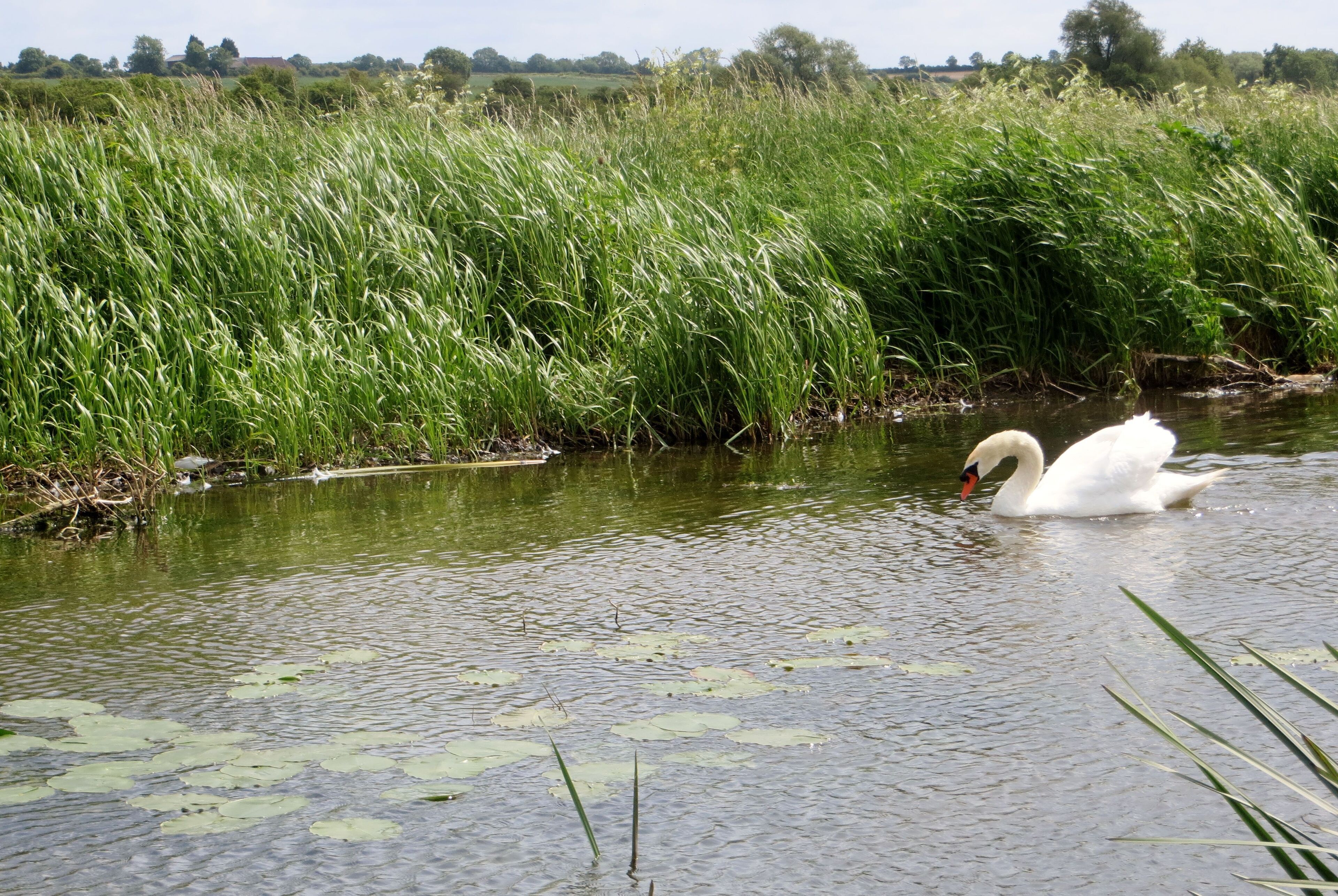 Swanning around on the River Nene - June 2013
