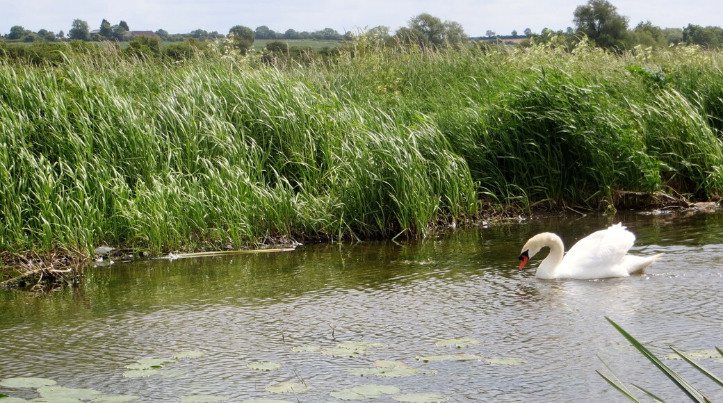 Swanning around on the River Nene - June 2013