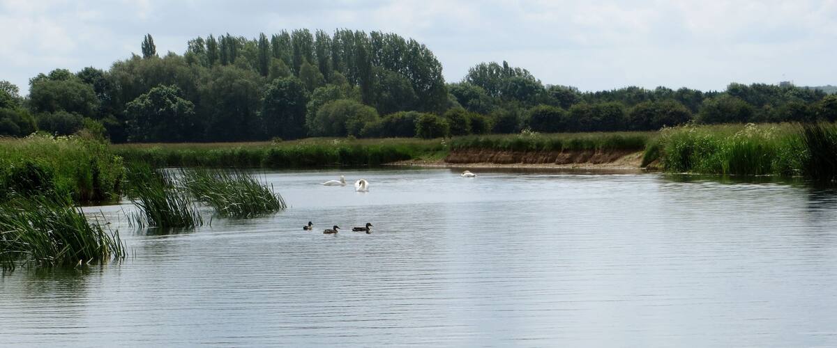 A calm river with swans and ducks swimming, surrounded by lush greenery and trees.