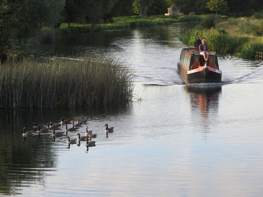 Passing geese - River Nene at Nassington - August 2012