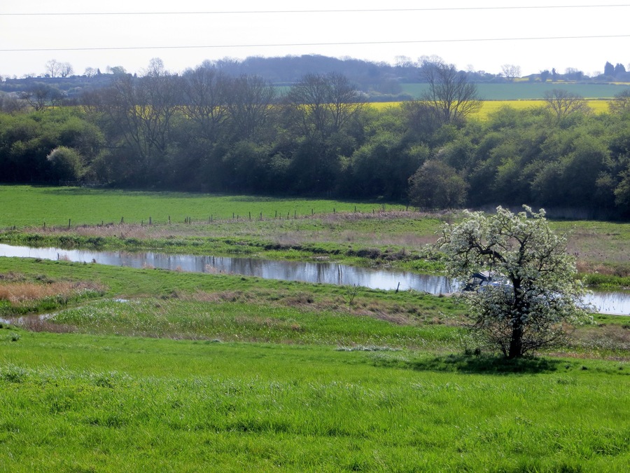 Un río que serpentea por un campo verde, con un árbol en flor y una cerca al fondo.