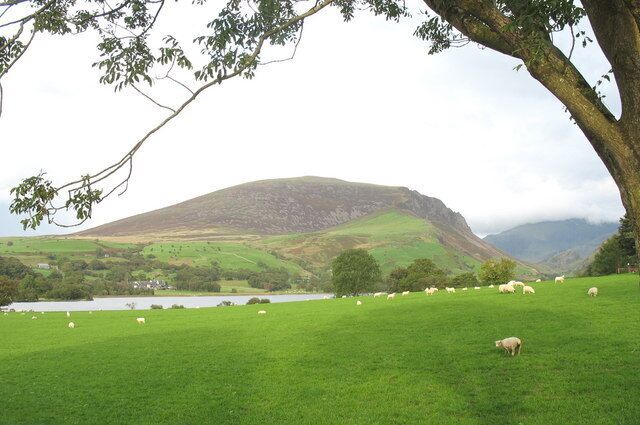 Tranquility Sheep grazing on the banks of Llyn Nantlle Uchaf. Mynydd Mawr is the peak in the background.