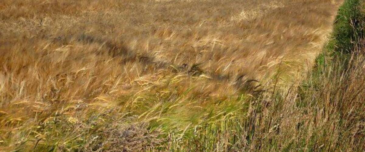 A grassy field with a distant view of a lake and hills.