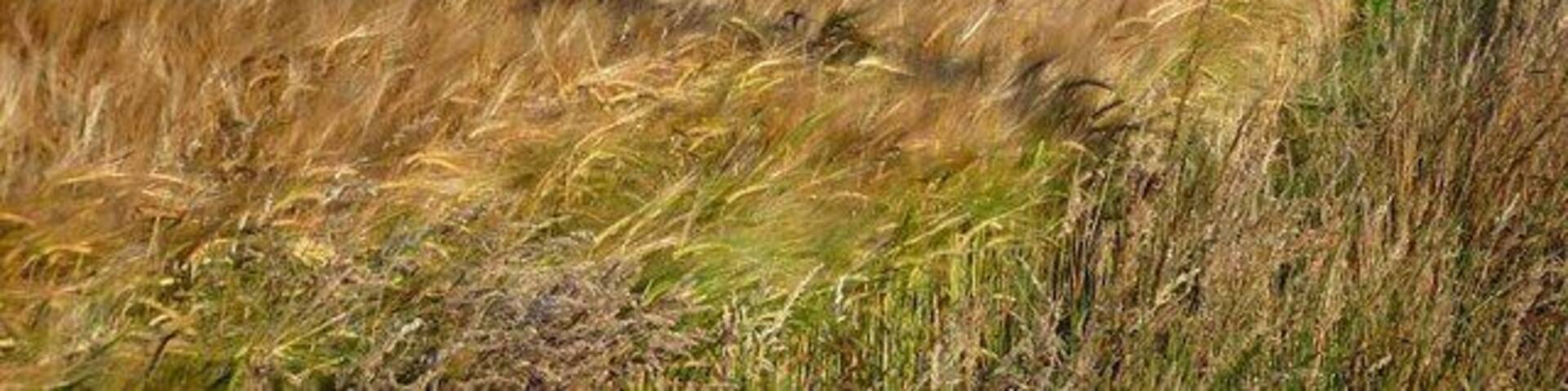 A grassy field with a distant view of a lake and hills.