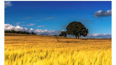 A golden wheat field with a large tree in the center and a clear blue sky.