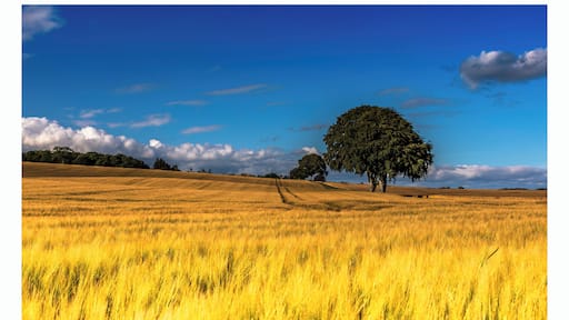 the sun caught the waving wheat fields starts against the old oak trees and brilliant blue sky.
When nature blossoms, the warmth of the land is reflected in our souls...
#nature