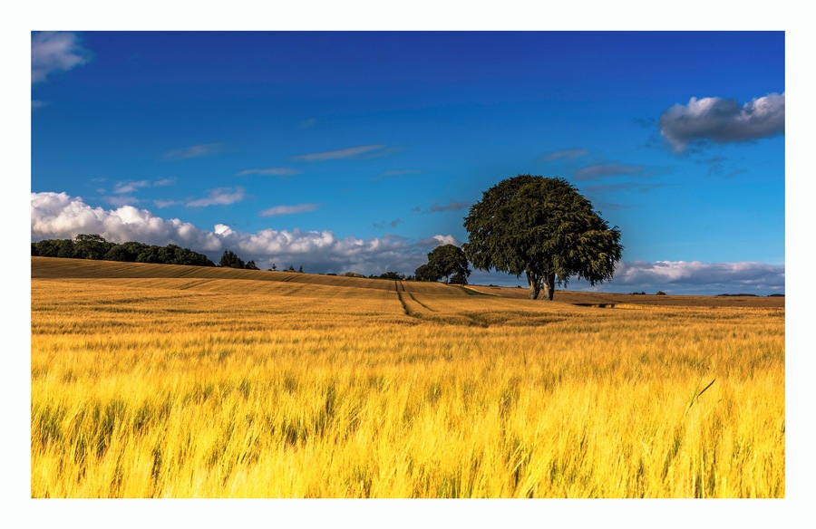 the sun caught the waving wheat fields starts against the old oak trees and brilliant blue sky.
When nature blossoms, the warmth of the land is reflected in our souls...
#nature