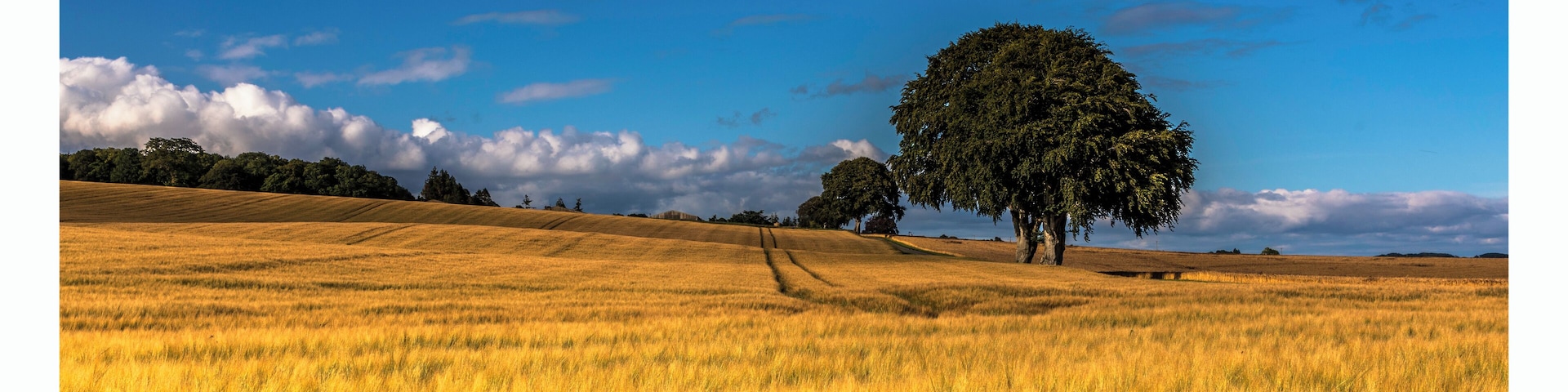 the sun caught the waving wheat fields starts against the old oak trees and brilliant blue sky.
When nature blossoms, the warmth of the land is reflected in our souls...
#nature