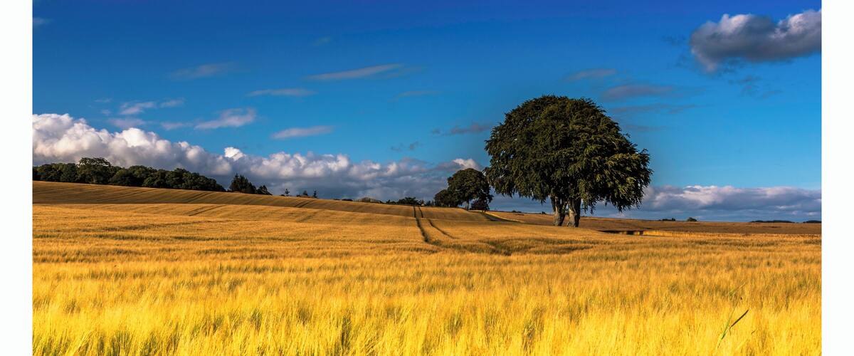 A golden wheat field with a large tree in the center and a clear blue sky.