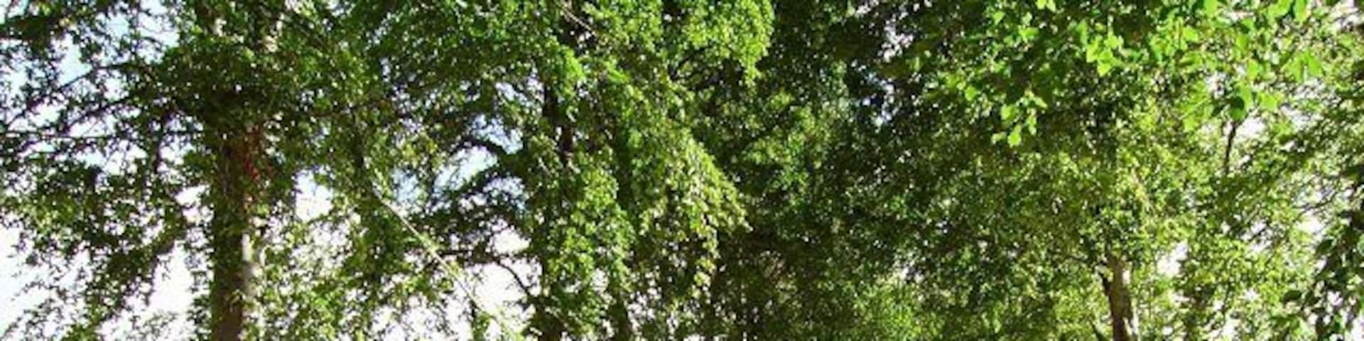 Drumsmittal Lane. Beech lined single track road. Very busy at this time as improvements to the A9 had blocked off the usual Munlochy-Inverness route.