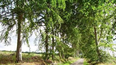 A rural road flanked by trees and a stone wall.