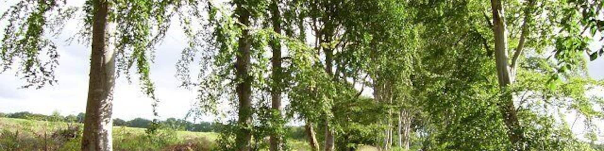 Drumsmittal Lane. Beech lined single track road. Very busy at this time as improvements to the A9 had blocked off the usual Munlochy-Inverness route.