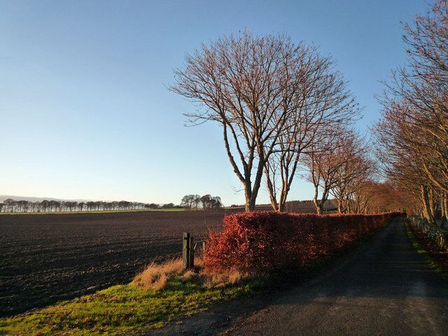 Road to Balnakyle This straight road is beautifully stone-walled to the east and hedged to the west with a repetitive planting of hedgerow trees both sides of the road.