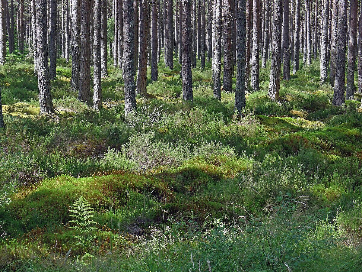 Un bosque tupido con árboles altos y suelo cubierto de musgo.
