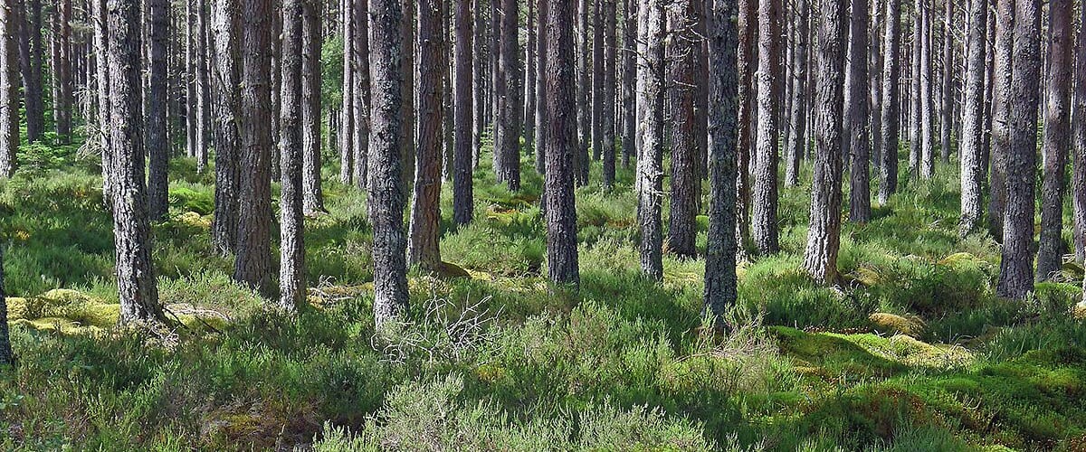 Ein dichter Wald mit hohen Bäumen und moosbedecktem Boden.