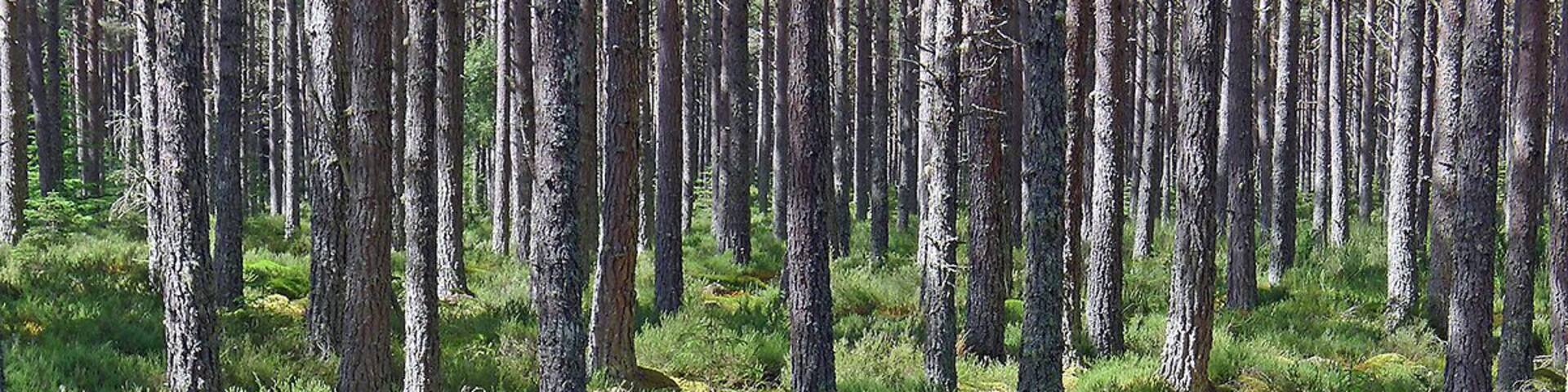 A dense forest with tall trees and a mossy ground.